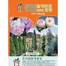 트리팜원예종묘 상록수 특선 판매, 은청가문비, 1개