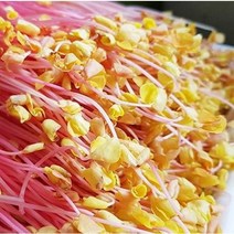 메밀새싹 고혈압에좋은 채소 500g 1kg 당일수확 당일배송, 빨간싹
