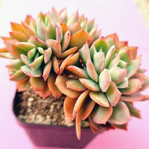 러우철화 물들면 예쁜 다육식물 소품랜덤0425, 단품
