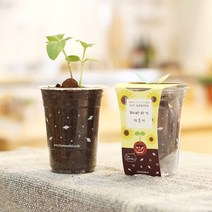 틔움세상 화분재배키트 컵 가든 시리즈 씨앗 키우기, 방울토마토