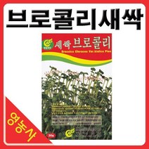 새싹브로콜리씨앗- 브로콜리싹 브로콜리씨앗 새싹채소 새싹씨앗 학습용 실험용 사계절 재배가능, 베이비엔다이브