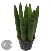 도도팜 아이비 나무 스킨답서스 행운목 개운죽 풍란 행운목 테이블야자 호야 몬스테라 산호수 율마 천냥금 오렌지자스민 수퍼바 산세베리아 금전수 스파트필럼 스투키 문샤인 남천 고무나무, 50.  본쉘 스투키20cm