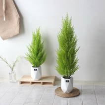 내추럴 율마 화분(2size), 소