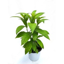 야래향 중형15cm포트 Cestrum 인테리어 플랜테리어 향기좋은식물 향기 좋은 꽃 서비내 서비야드 서비야드플라워아울렛