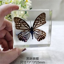 조각품 진짜 식물 곤충 견본 거북이 머리 거미 잠자리 불가사리 수지 홈 테이블, 11 11