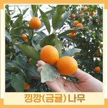 귤나무 묘목 낑깡나무 금귤 키50cm 결실주 1개