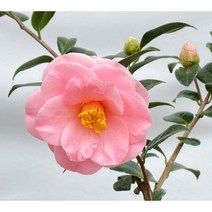 츠키아카리 동백나무38