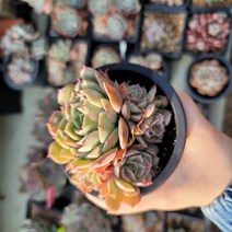 보금이다육 온슬로 5두 - 23