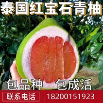 자개보석함 루비 청유묘대토남 북방 마당 빅과일 묘목분재 붙이기 유자 묘목 현재 연도 결과, T05-8년 묘목의 결실 많은, C01-70cm포함-79cm포함