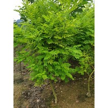 황금회화나무 R2점 조경수 관상수 정원수 서울농원묘목, 1개