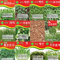 살아있는 새싹씨앗 모음 새싹 종자 년중 재배 모듬 귀리 비트 루꼴라 밀 보리 무순 브로콜리 케일 청경채 롤로로사 씨 키우기, P-새싹보리 x 1개, 1개