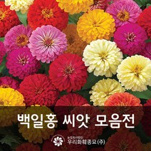 우리화훼종묘 백일홍 씨앗- F1 드림랜드 믹스 0.20g