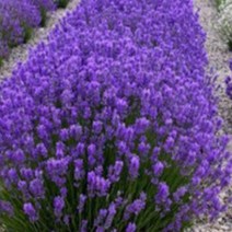 모종/허브-(잉글리쉬 라벤다) 10cm포트/10개셋트 KM904