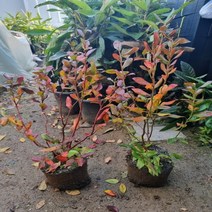 블루베리 듀크 삽목4년 결실주 분