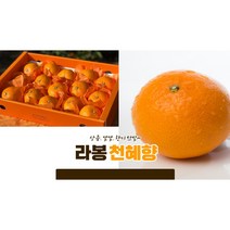 달콤한 천혜향 1.5kg(중과)