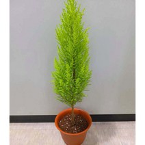 [이삽저삽]율마 외목대 화분(키80-90cm내외/화분포함)상큼한 레몬향 피톤치드/날씬한 율마 키우기/실내 공기정화식물 관상용