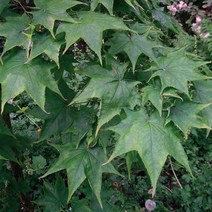 [라이브묘목농원] 고로쇠나무 묘목 만주 1년생, 1개