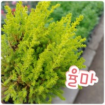 꽃나라엘리스 율마-쓰다듬으면 상큼한 향이 나며 산림욕 효과