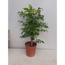 녹보수 대박나무 공기정화식물 해피트리 개업 희귀식물 119