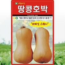 아람종묘 땅콩호박 씨앗 땅콩호박 씨 종자 10립, 1개