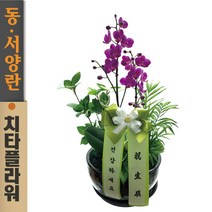 치타플라워 만천홍 서양란 승진 취임 영전 이전 개업 축하 난 화분 (MC-0401) 서양난 동양란 동양난 선물 당일배송 꽃배달