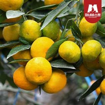 마녀바스켓 [마녀바스켓] 제주도 조생 감귤 2.5kg 프리미엄과(S), 1