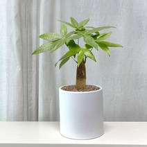 파키라 돈나무 소형 화분 실내공기정화식물 키우기쉬운식물 실내화초, 무광세라믹
