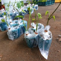 하늘마 우주마 열매마 둥근마 모종 10주(특) 대량판매 지호네농장