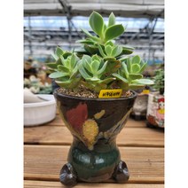 [다육소풍]비취후리데