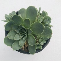 다육식물 200여종 다육 식물 최다종 화분, 다육식물_그라노비아, 1개