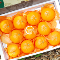 후숙 필요없는 제주 천혜향 서귀포 위미 제주선물, 천혜향 2kg 선물용 중대과(5~10과 내외)