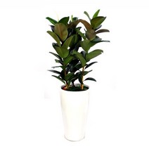 개업화분배송 개업식 화분배달 플라워365, 1개, 23 고무나무E