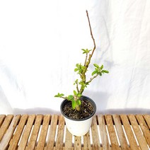 루비에스 미니 사과 나무 묘목 분재 결실주 열매 꽃 화분 유실수 키우기, 1개