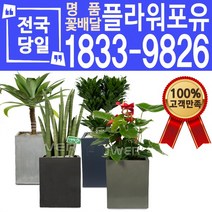 관엽식물 공기정화식물 대전 대구 울산 개업화분 화분배달, (선택09)산세베리아