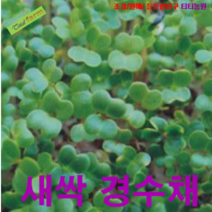 AR 새싹경수채 씨앗 30g 일주일면 수확가능한 새싹채소