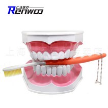 치아모형 모델 몰드 구강 교육 모델 칫솔질 몰드, 혀 없는 이중 확대, 1개