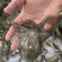 서해 활 주꾸미 1kg 생물 쭈꾸미
