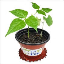PGM*^몰자람 씨앗이 싹트는 조건과 강낭콩의 한살이(4개세트) 관찰완구 재배 학습 초등교구 교육 과학 키우기^^췤pgm, a^^옵션없슴