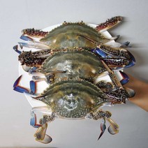 서해안 톱밥 꽃게 살아있는 활 생물 꽃게 찜 탕 게장 3kg 당일조업 산지직송, 1박스, 톱밥꽃게 3kg (9~15미 내외)