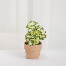 갑조네 황금무늬송악아이비 프릴 플랜테리어 특이한 희귀 넝쿨식물 키우기, 황금무늬송악아이비(소품), 혼합색상, 1개