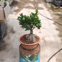 [공룡꽃식물원]인삼벤자민 공기정화식물 199, 1개