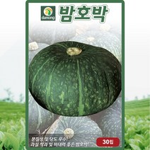 밤 호박 씨앗 밤 호박 씨 종자 30립