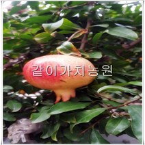 같이가치농원 대왕석류나무(슈퍼단석류 삽목2년특묘)