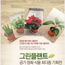 그린플랜트 다육식물 올란타(품종랜덤) 1+1