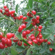 묘목/앵두/접목1년 특/2주 KS691