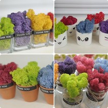 [플라라] 스칸디아모스 공기정화 테라리움 화분 용기 반려식물, 14. 투명사각 (스프링그린)