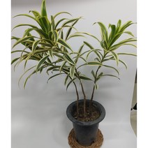 송오브인디아 높이70 넓이 20센치 최상급, 1개