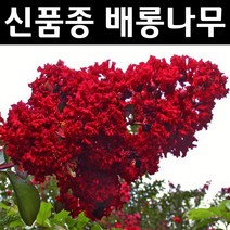 배롱나무(다이너마이트) 삽목1년(뿌리) 5개/나무 묘목/조경/관상수