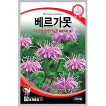 세계 베르가못 벨가못 모나르다 bergamot seed 씨앗 씨 꽃씨 종자, 쑥부쟁이
