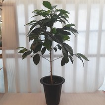 [꽃파는농부] 아라비카 커피나무 공기정화식물 대품